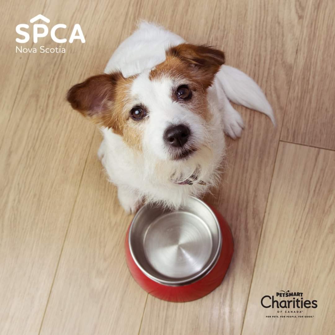 Need help to feed your pet this holiday season?