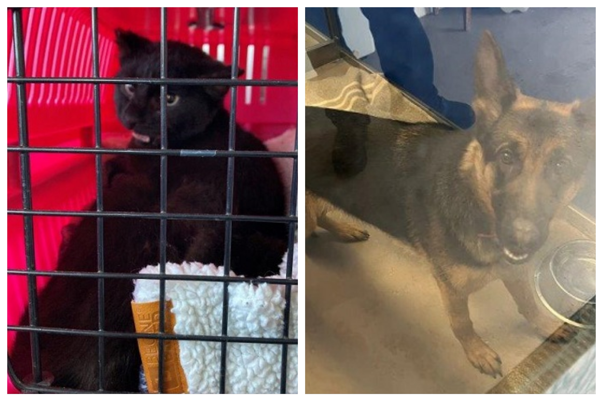 Found pets currently in the care of Halifax Animal Services