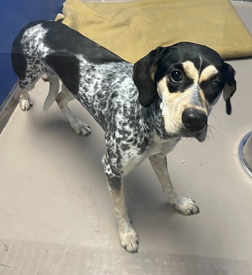 Found pets currently in the care of Halifax Animal Services