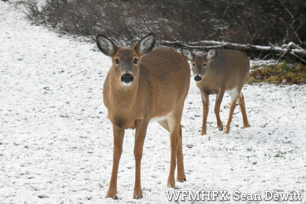 Todays weather for the Halifax area
