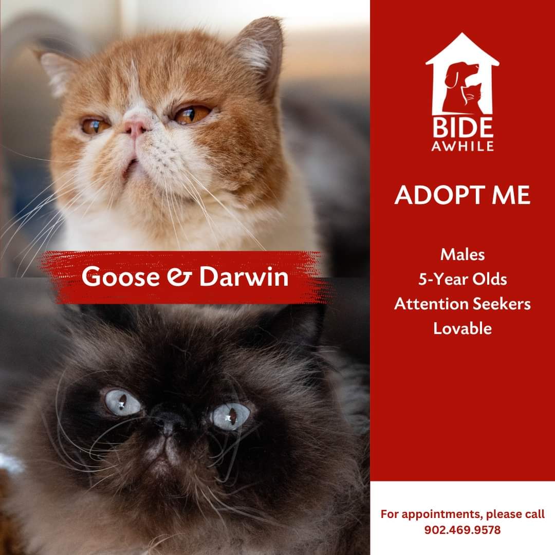 Bide Awhile - Meet our newest companions who are now all ready for their forever homes!