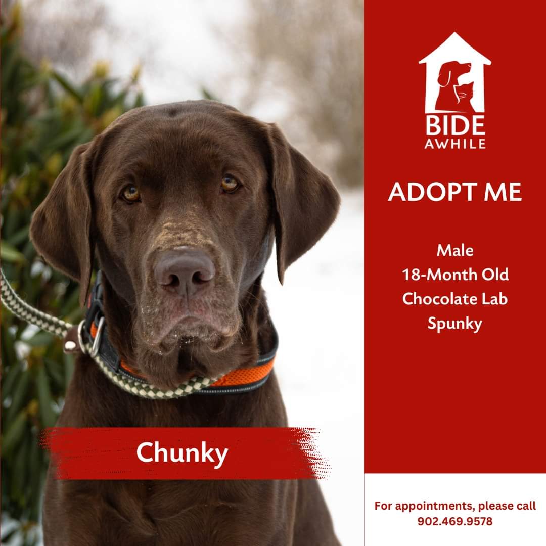 Chunky is a bubbly 18-month-old chocolate lab who is full of spunk and energy