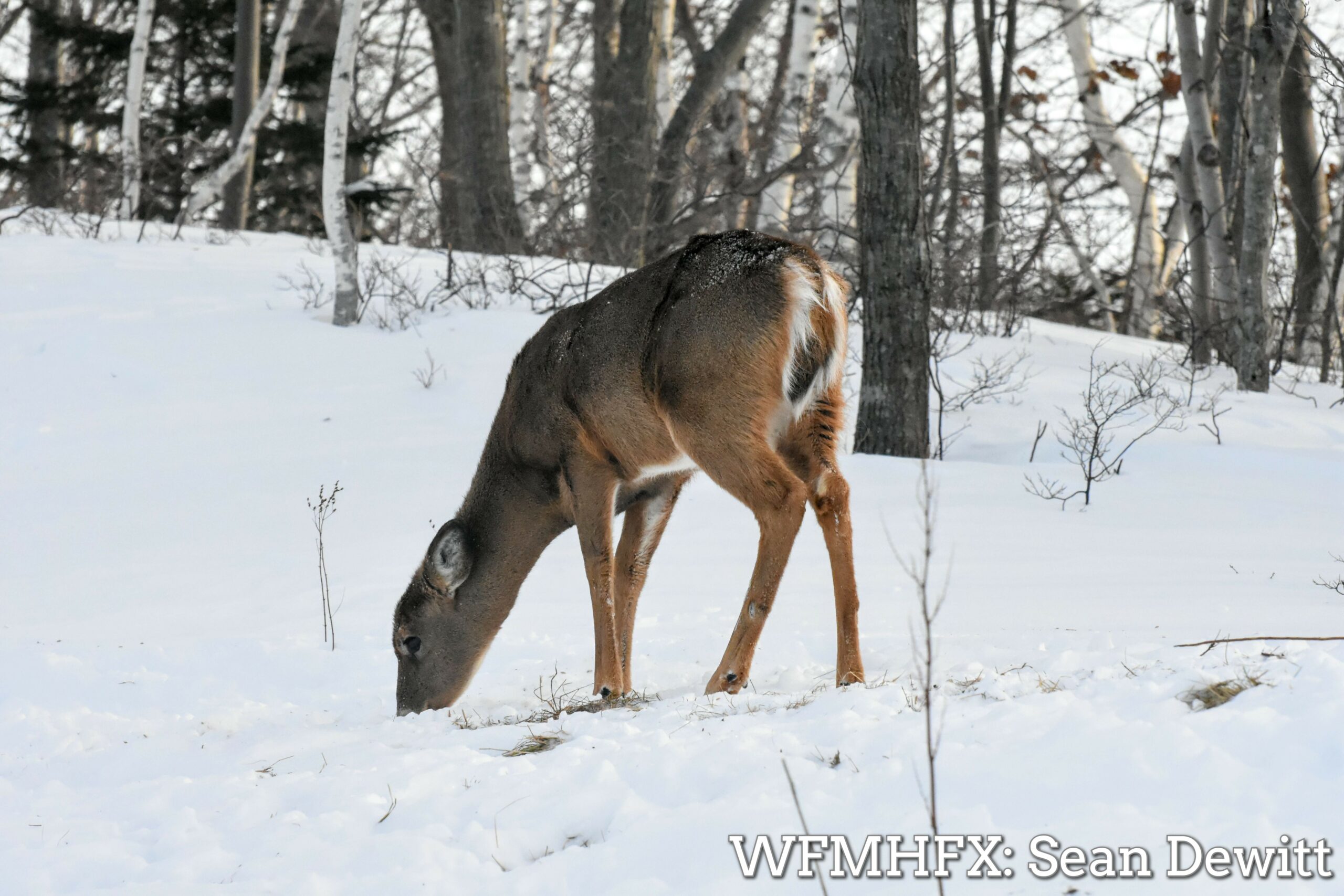 Hey motorists - With all the snow we've had, wildlife may roam around a bit more looking for food