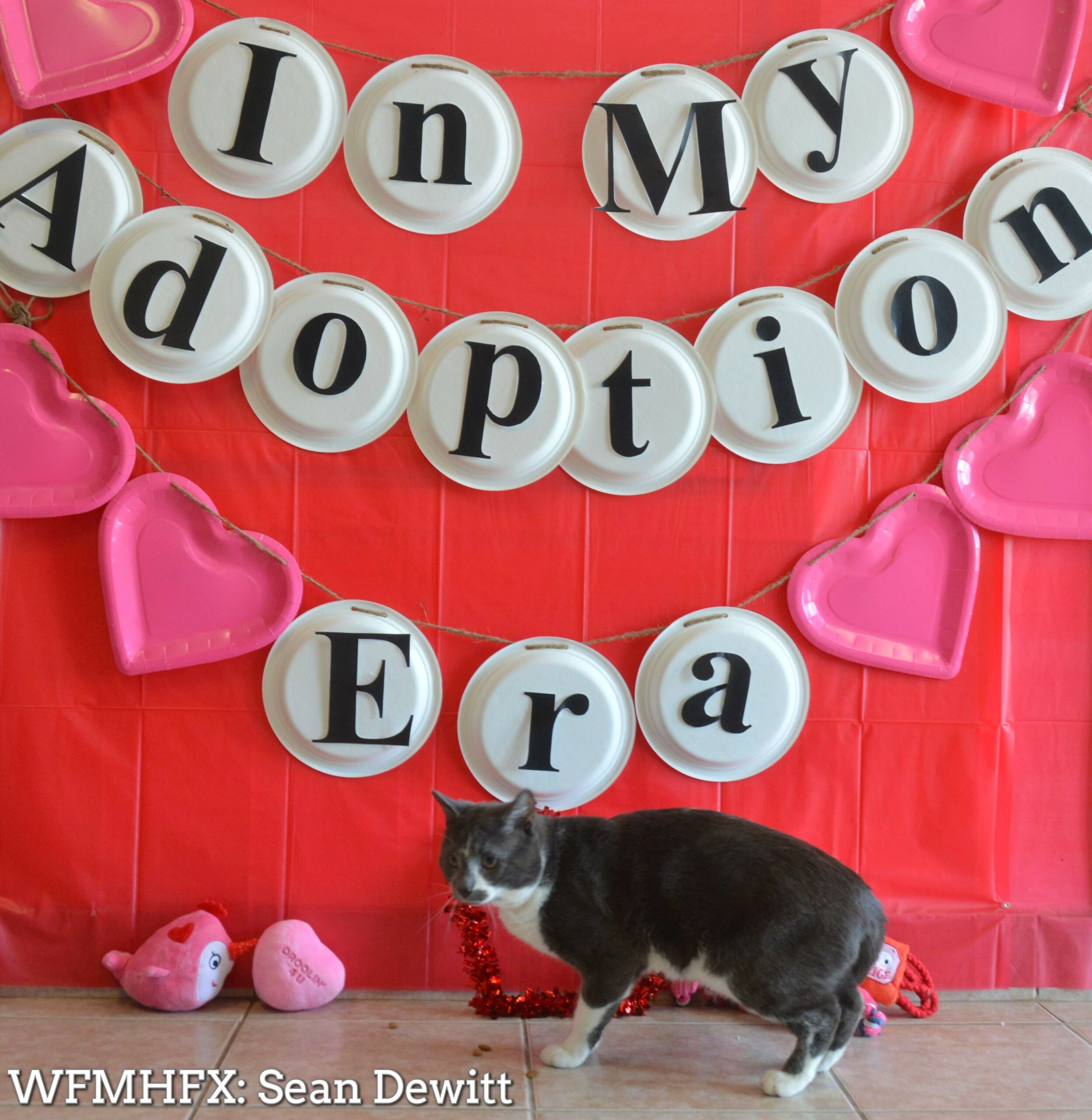 Fall in love with these fuzzy faces, all looking  for their forever homes from the NS SPCA Dartmouth shelter!