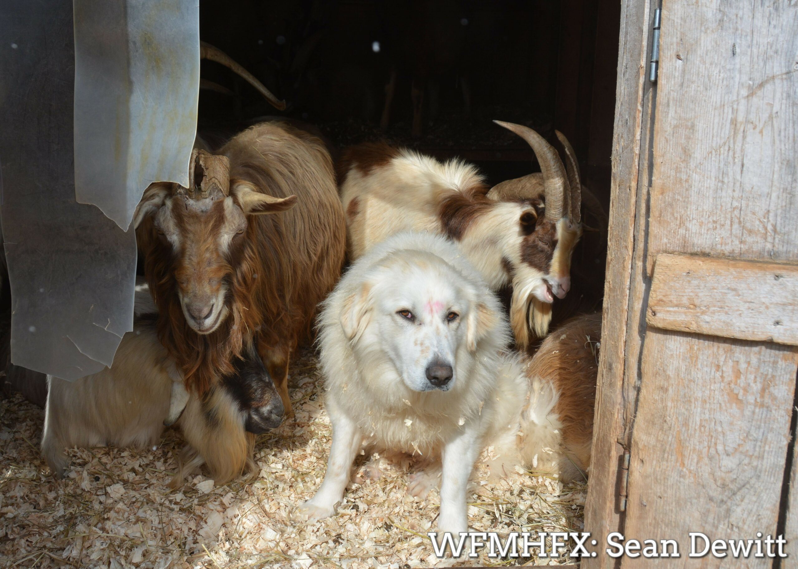 In photos - A lot of fun at the Ataraxy Farms family day
