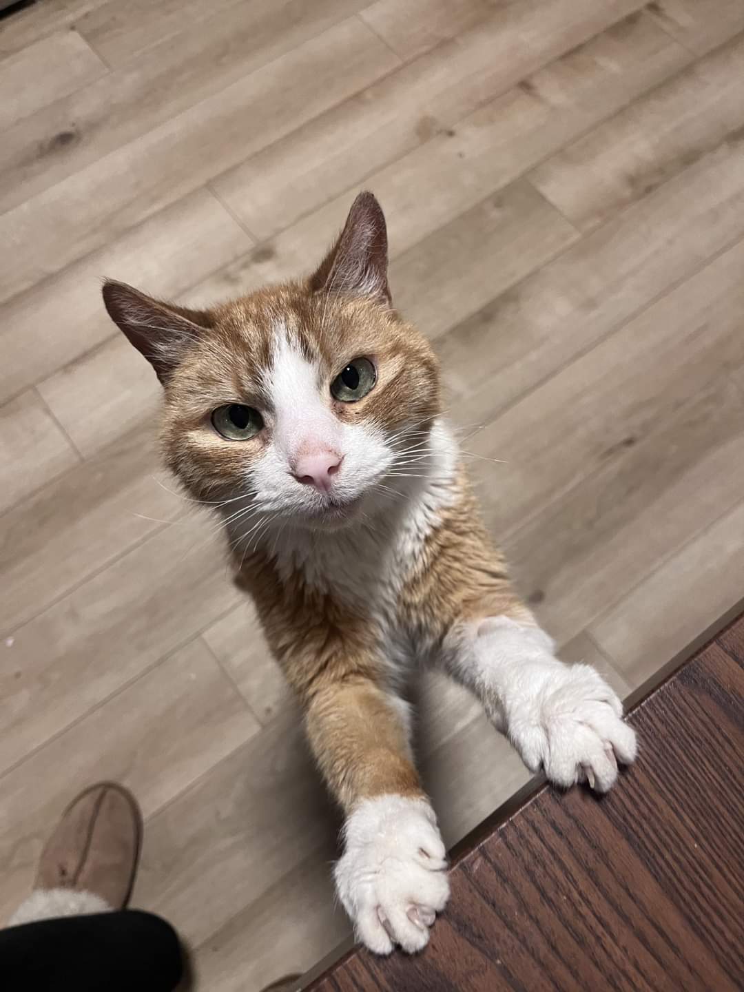 NS SPCA Adoptable - Jack O'Lantern