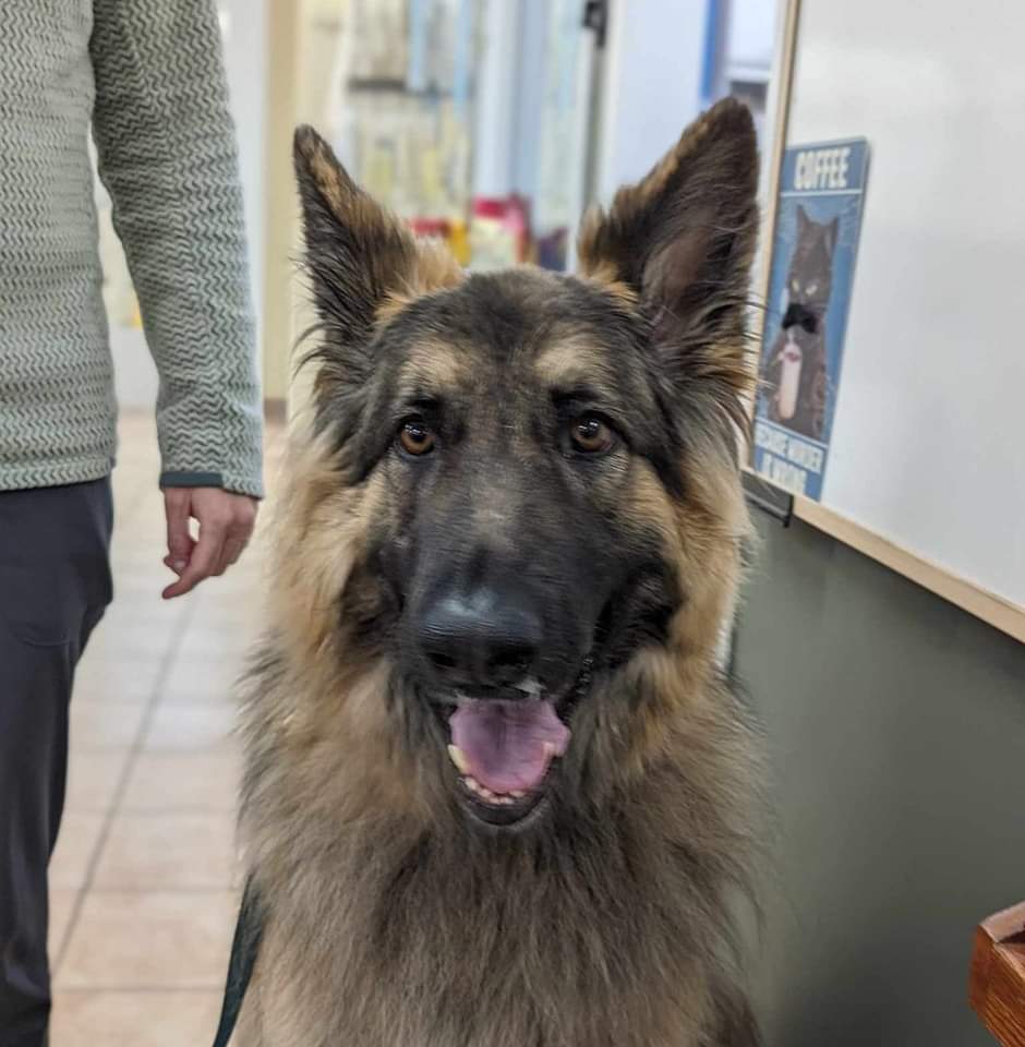 Kennel cough, also known as canine infectious tracheobronchitis, spreads easily in places where dogs congregate
