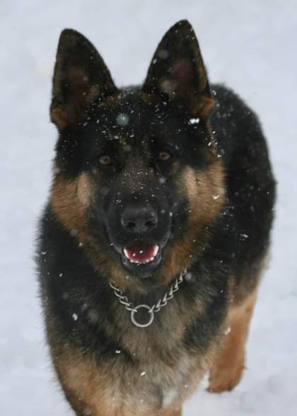 NS SPCA Adoptable - Sibba