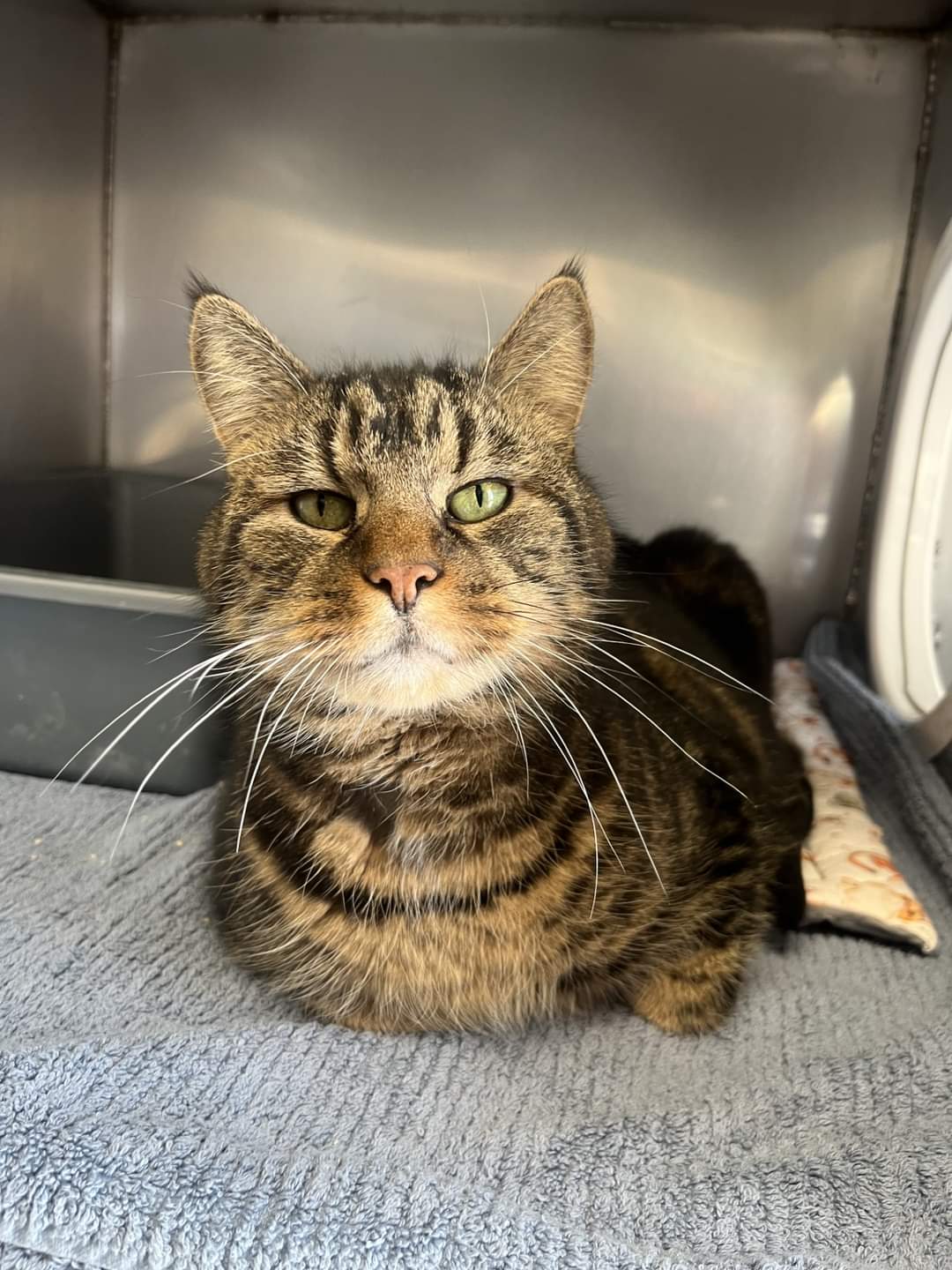 NS SPCA Adoptable - Spencer