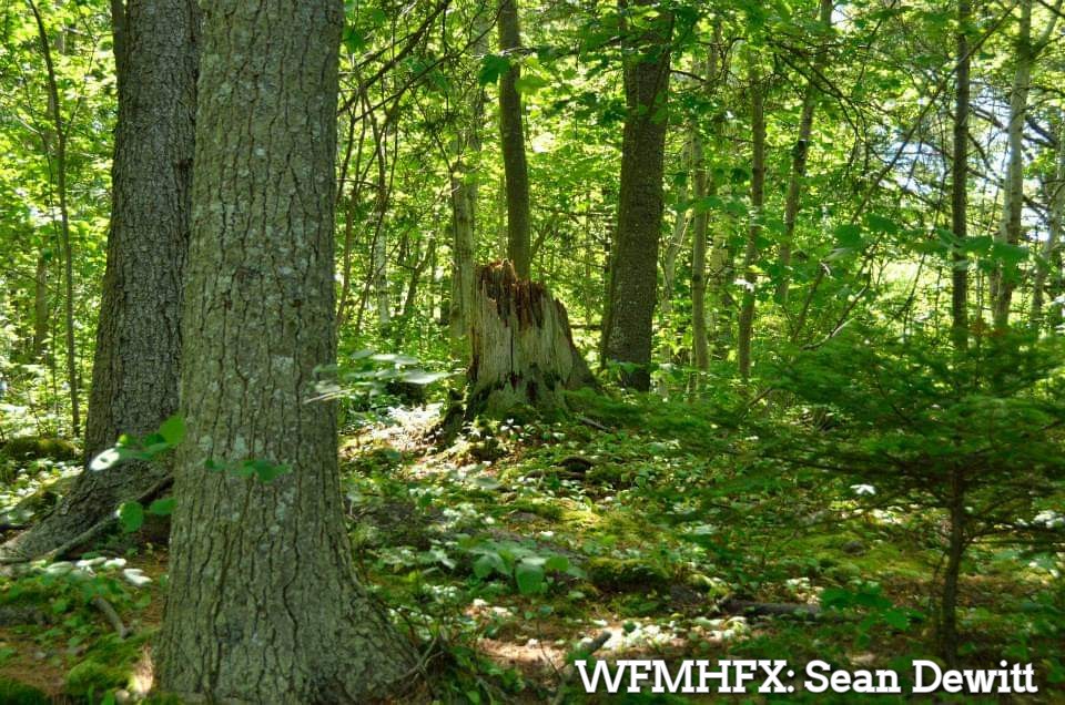 Residents invited to participate in the development of new Urban Forest Management Plan