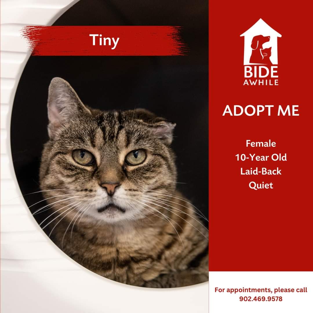 Meet the Tiny, Max &amp; Star - our newest companions ready for their forever home!