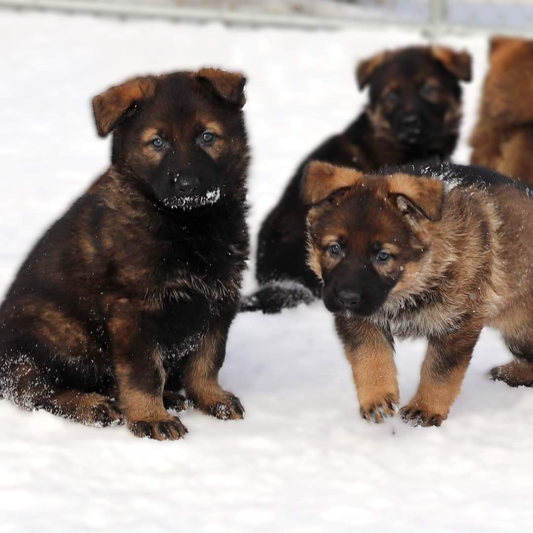The annual #RCMPGRC Name the Puppy Contest kicks off