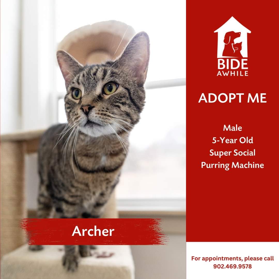 Meet Archer - our newest companion ready for his forever home!