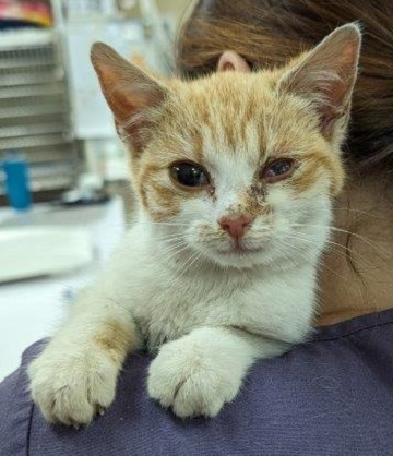 Found pets currently in the care of Halifax Animal Services