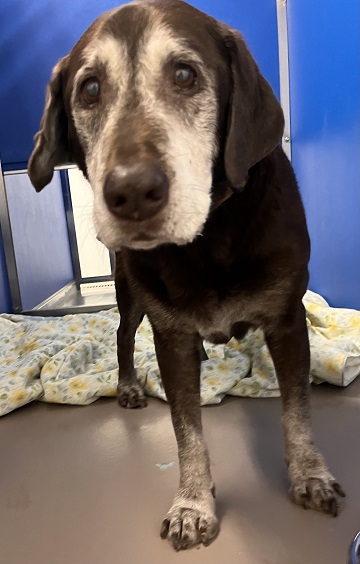 Found pets currently in the care of Halifax Animal Services