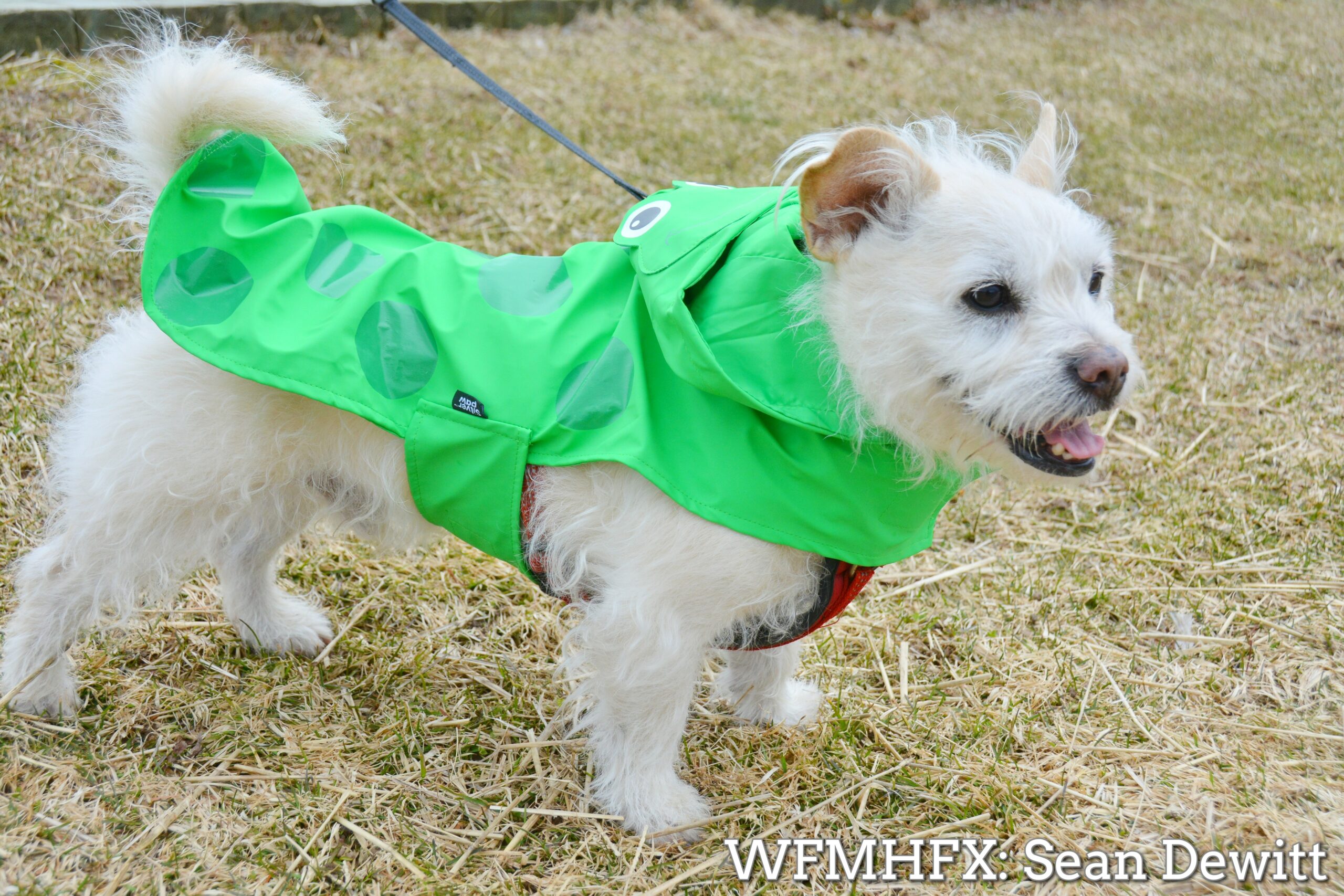 Stitch is sporting green to celebrate St Patrick's Day in Dartmouth.