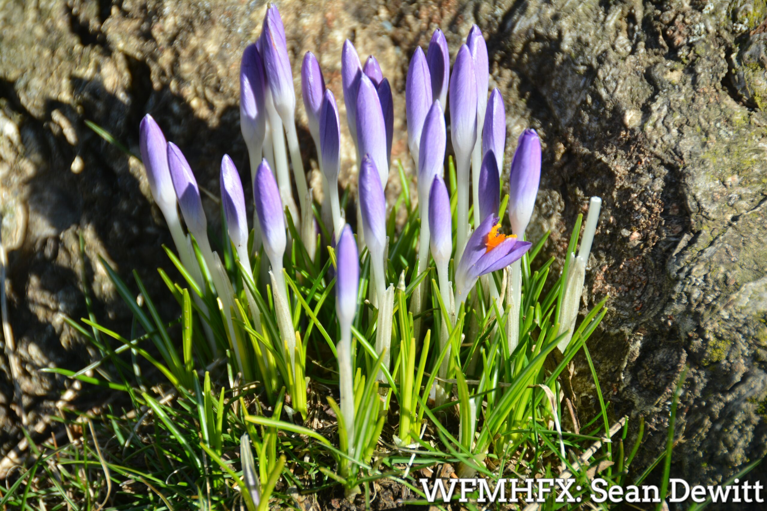 Rejoice!  It's almost spring!