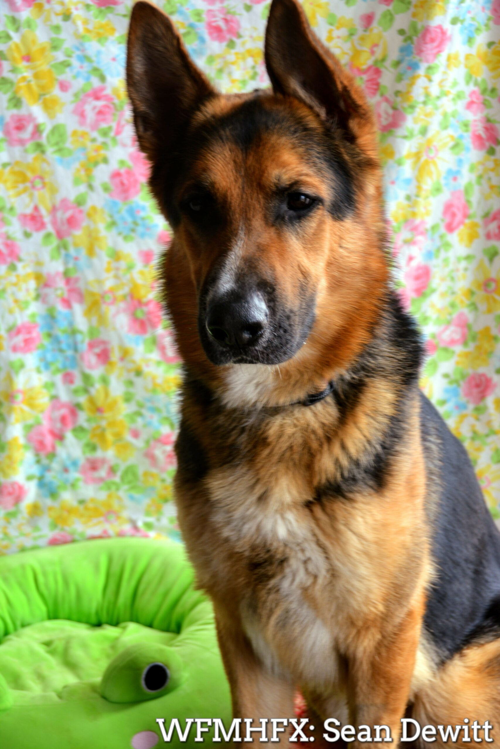 NS SPCA Adoptables - Forever homes needed! 