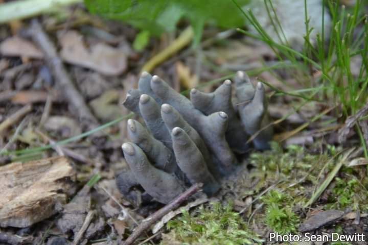 These fungus look as creepy as their name sounds