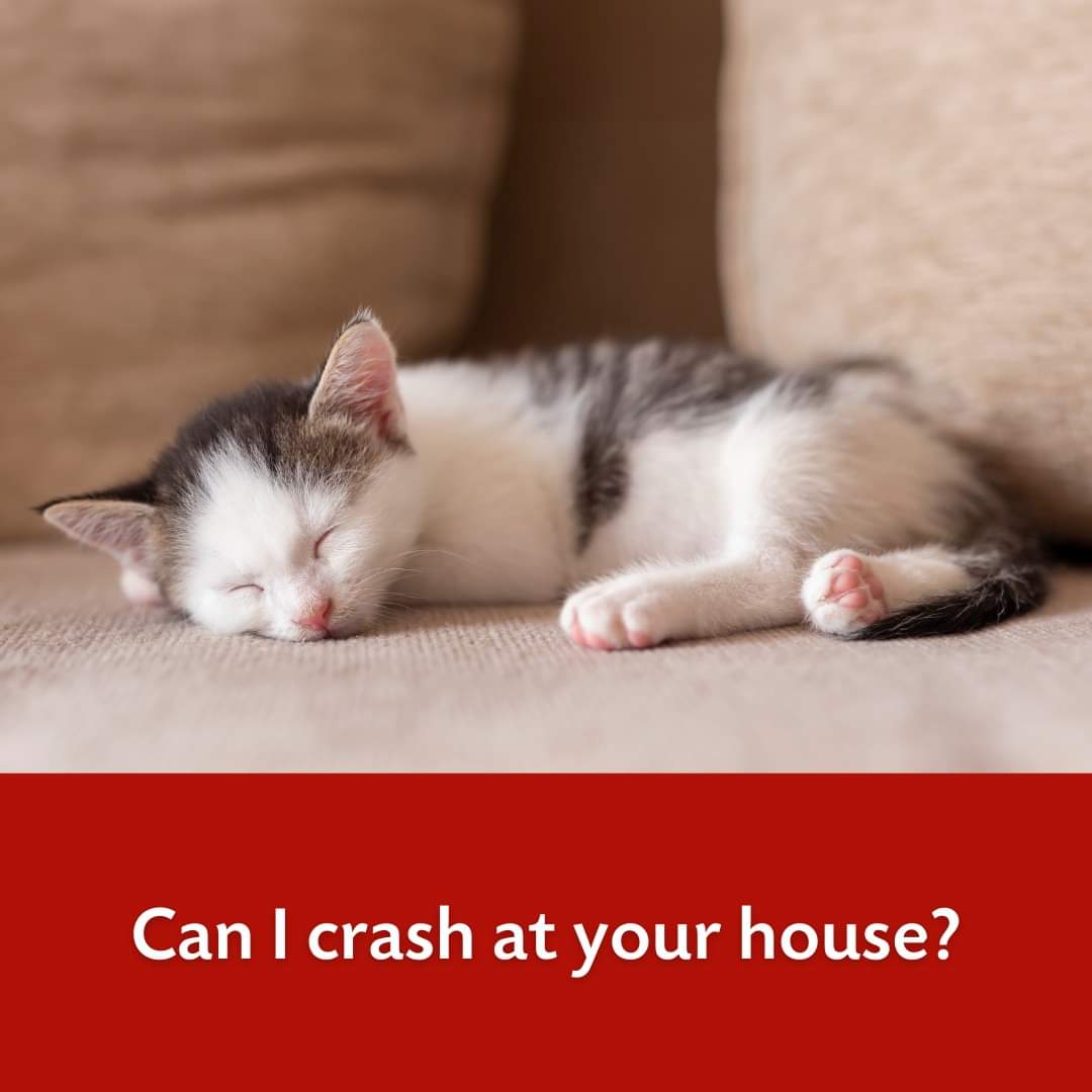 In preparation for kitten season, Bide Awhile are looking to build the foster base
