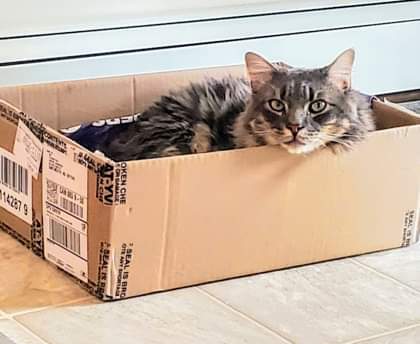 This cool guy is sending out a request for some dry cat food for his friends back at the shelter!