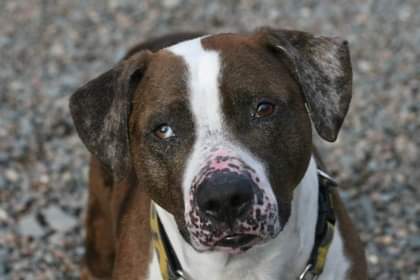 NS SPCA Adoptables - Meet Achilles