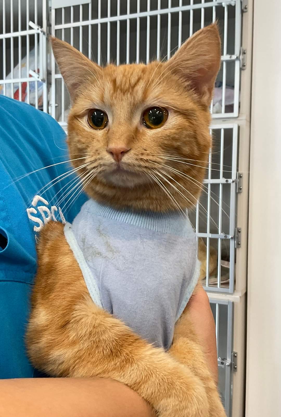 If you have the day off on Monday, April 1st and have been needing a veterinary appointment for your pet… the SPCA Veterinary Hospital is open!