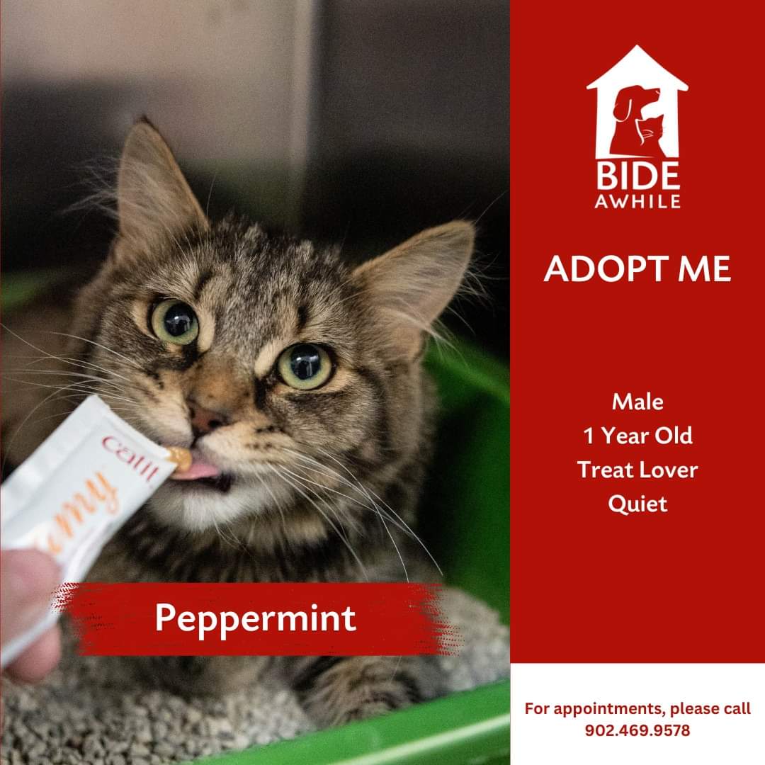 Meet Cheeks, Jango, Boba, Mrs. Precious, Puss, Beauts and Peppermint - our newest companions ready for their forever homes!
