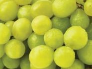 Continuing Support for Fruit Growers Affected by Extreme Cold