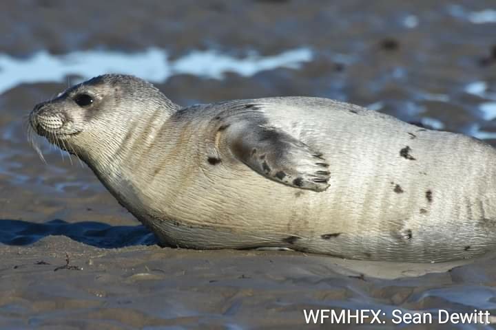 Springtime is upon us, which means seal pupping season is already in full swing here in the Maritimes!