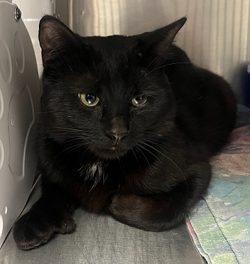 Found pets currently in the care of Halifax Animal Services