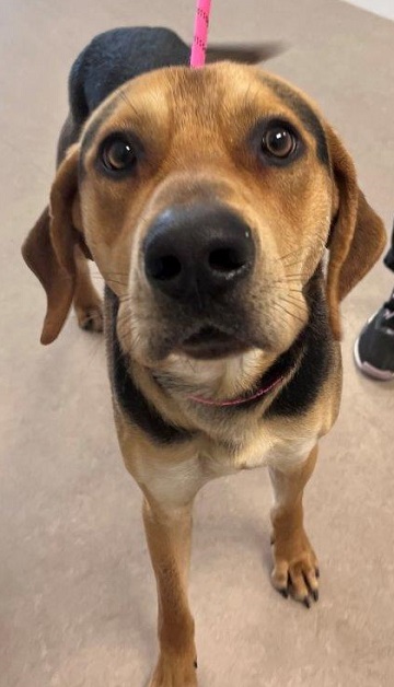 Found pets currently in the care of Halifax Animal Services