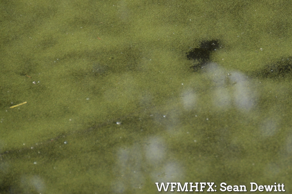 As the weather gets warmer, it is important for people to know about and watch for blue-green algae while enjoying Nova Scotia’s freshwater shorelines