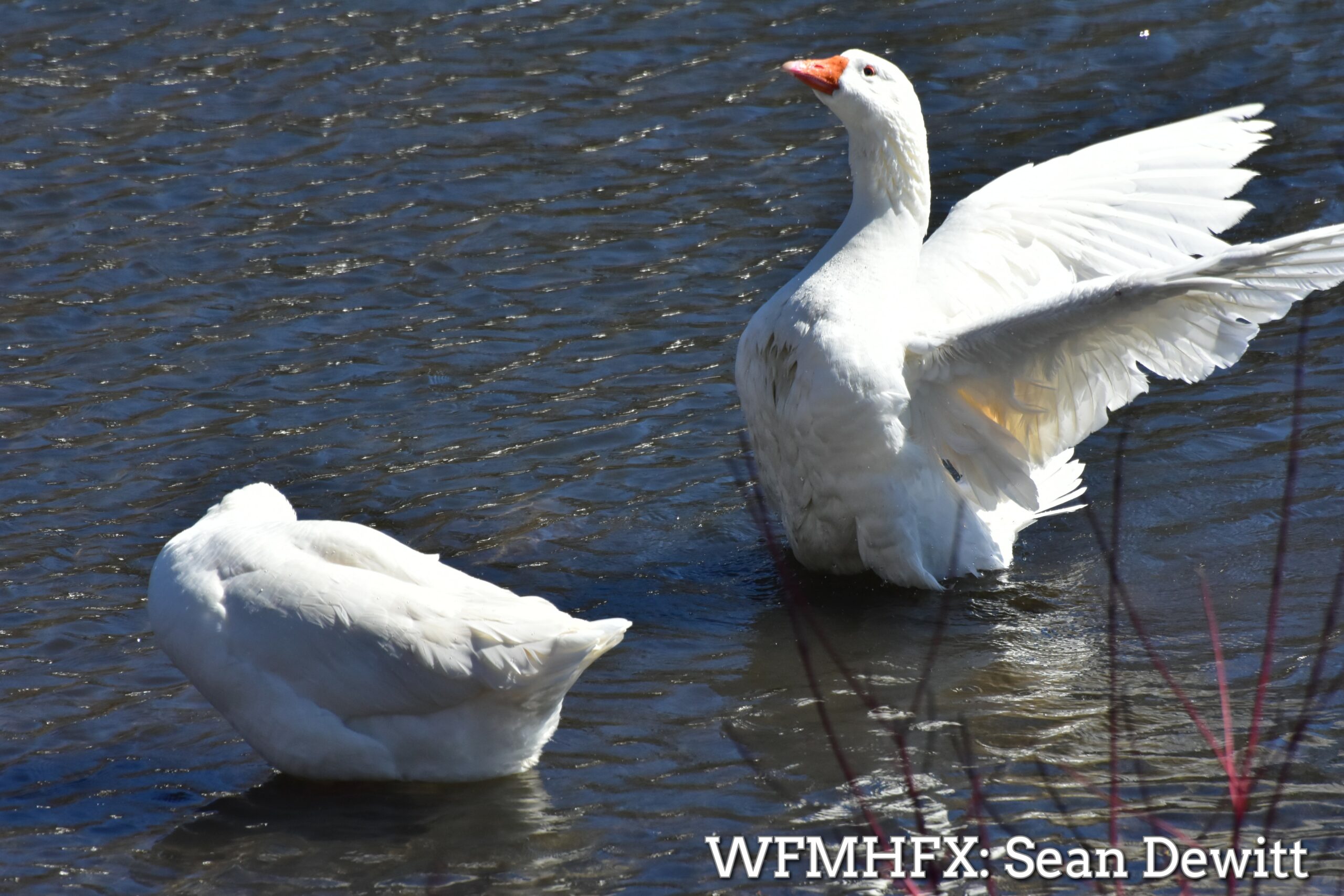 Downtown Dartmouth's favourite little traffic jammers have returned to Sullivan's Pond