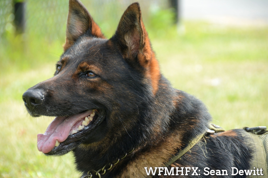 Hey, Lunenburg – RCMP Police Dog Service teams from across Nova Scotia will be in Lunenburg County today for a training exercise