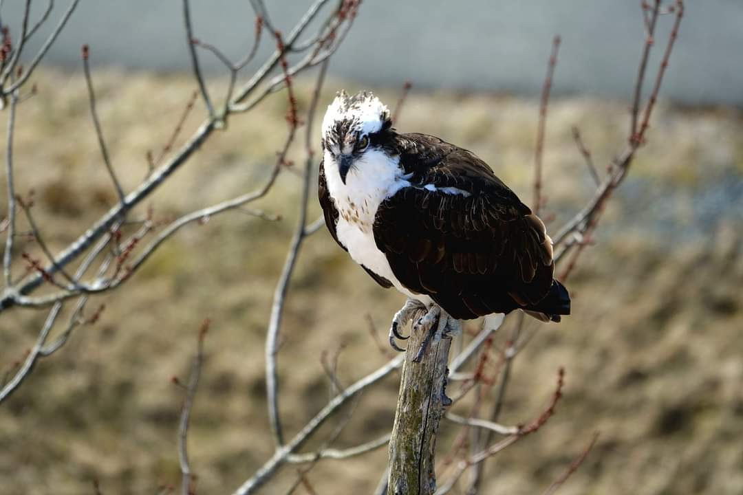 Oscar the osprey has returned home!