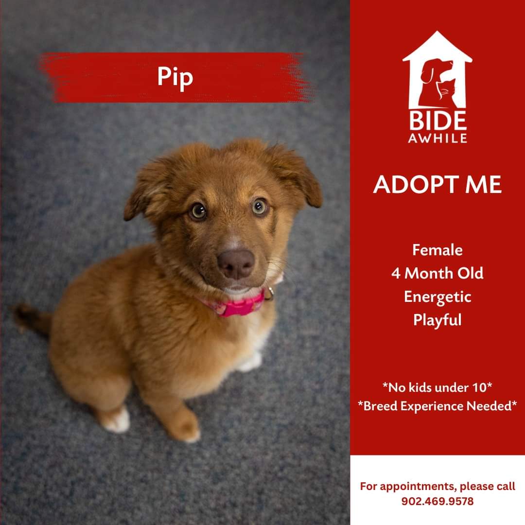 Meet Pip – our newest companion ready for her forever home!