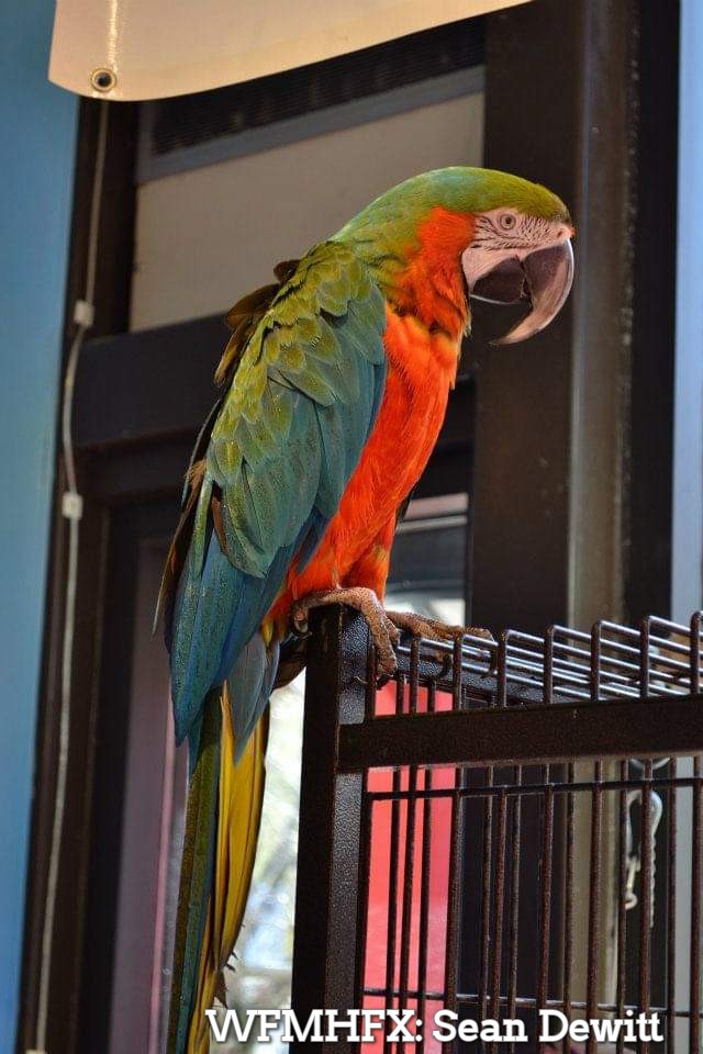 Merlin the Macaw Heads to New Home
