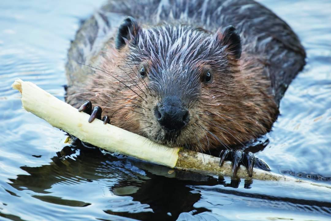 Happy International Beaver Day!