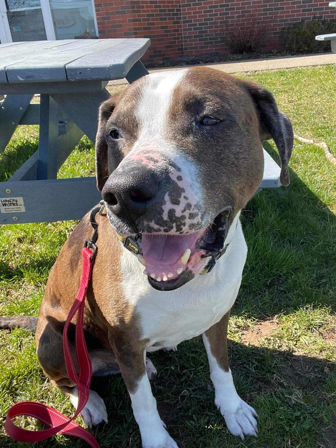 Achilles has been with us since November 2023 and is hoping to be in a new loving home before the summer!