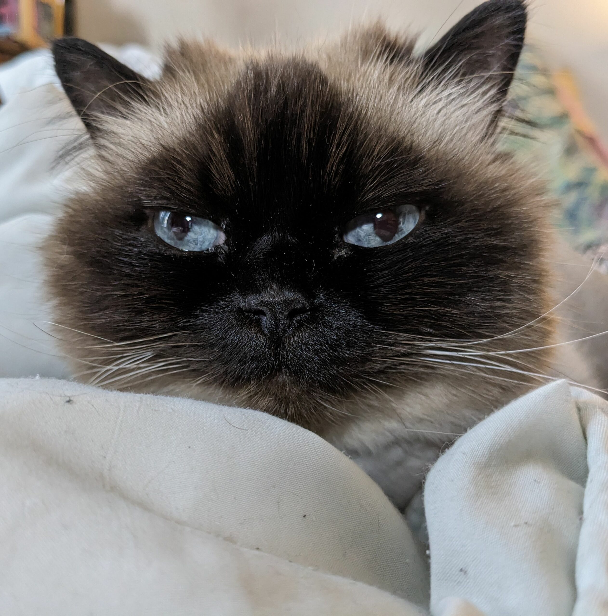 National Pet Day takes place every year on April 11
