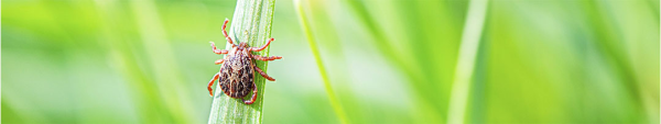 Tick populations across Nova Scotia are growing and as the weather gets warmer, it is important for people to take the necessary steps to protect themselves, their family and their pets