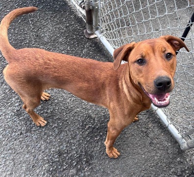 Found pets currently in the care of Halifax Animal Services