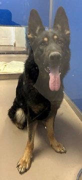 Found pets currently in the care of Halifax Animal Services