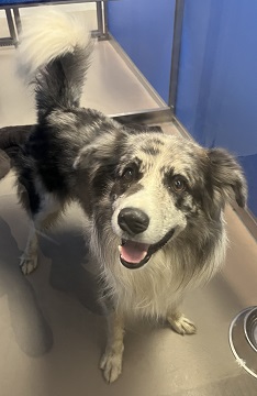 Found pets currently in the care of Halifax Animal Services