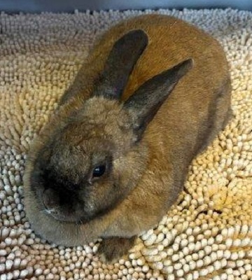 Found pets currently in the care of Halifax Animal Services