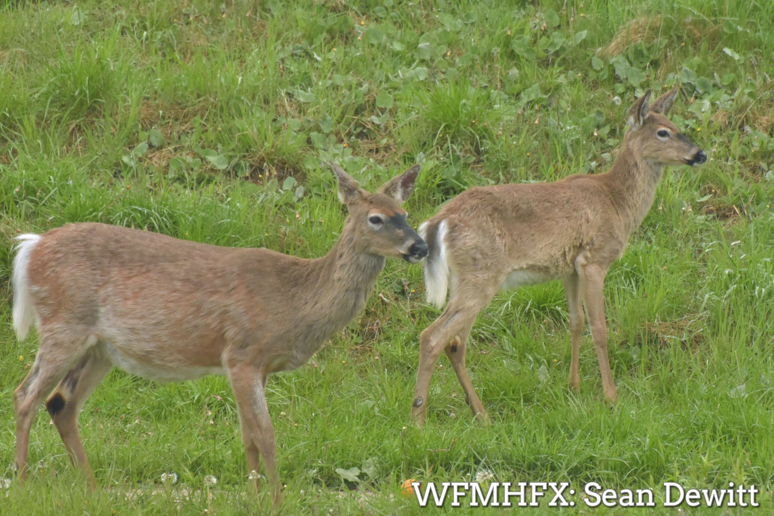 A reminder to motorists - Watch for Wildlife