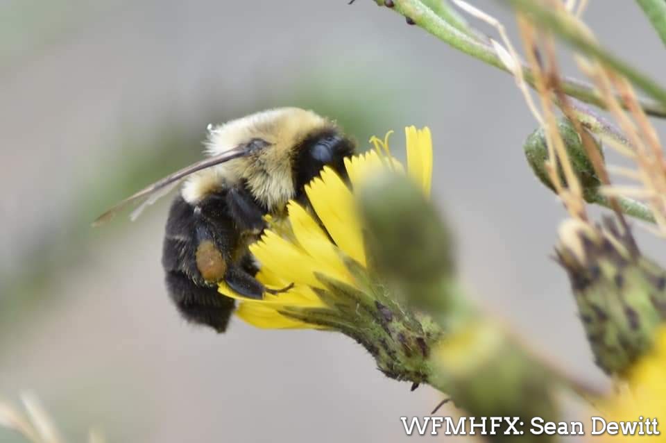 World Bee Day is observed on 20 May each year to draw attention to the essential role bees and other pollinators play in keeping people and the planet healthy