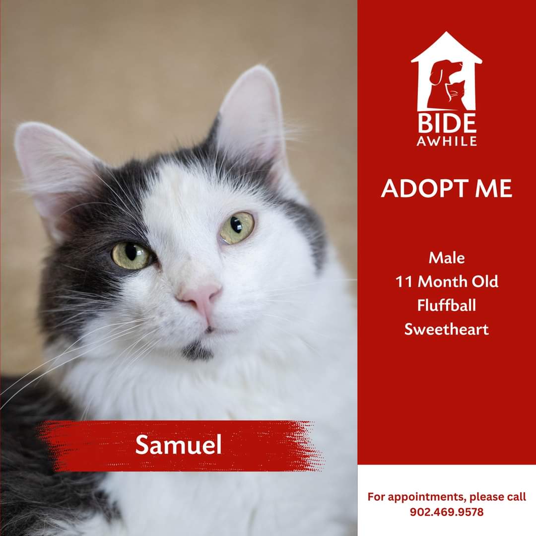 Introducing our newest companions ready for their forever home!