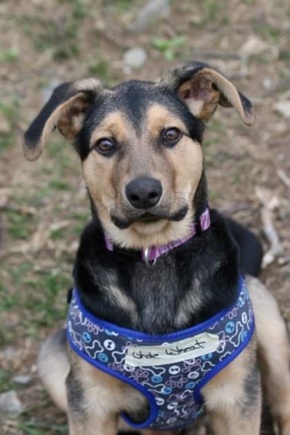 NS SPCA - Meet our adorable bundle of joy, Whole Wheat!